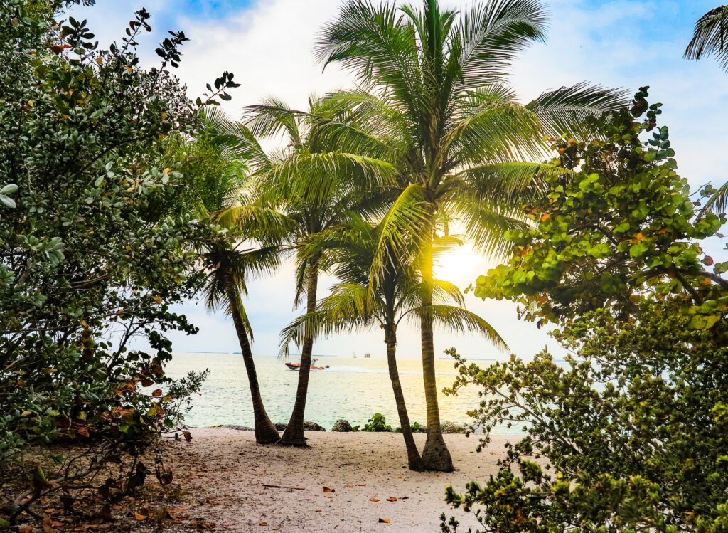 Coconut Trees in Key West, Florida