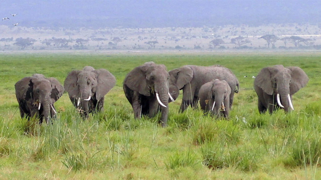 Plains of Africa Kenya Wildlife Safari