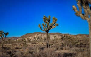 Joshua Tree National Park