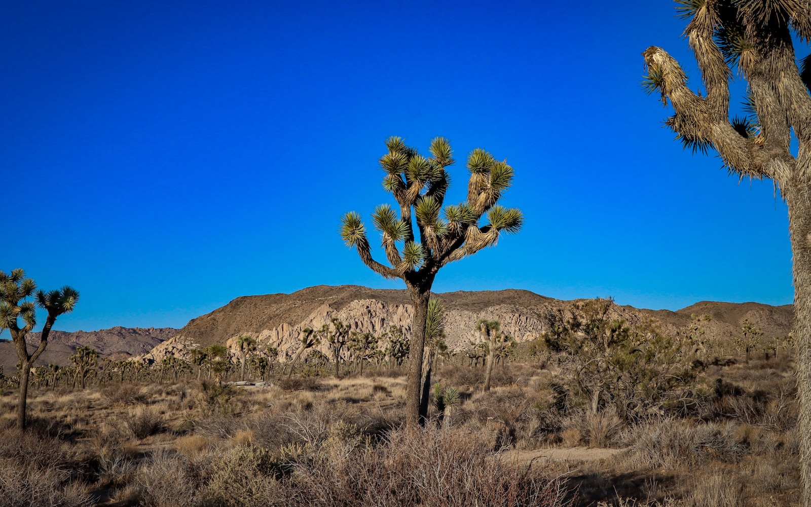 Joshua Tree National Park