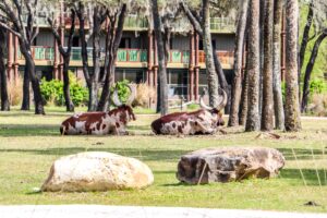 Disney's Animal Kingdom Villas 01