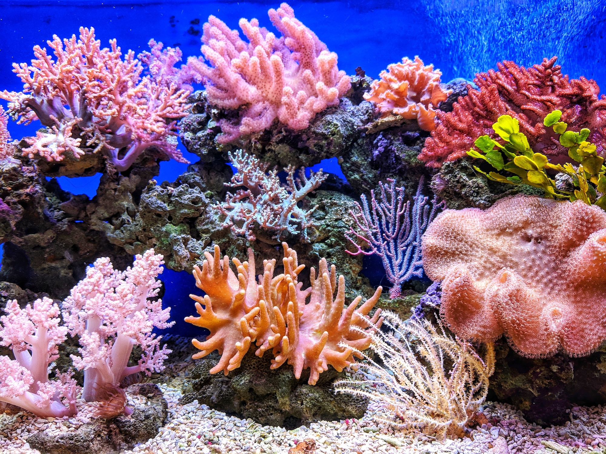 Coral World Ocean Park